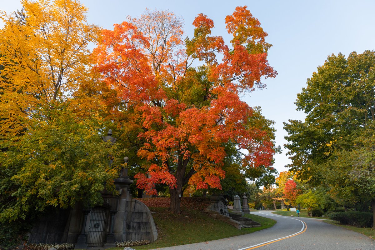 AGreatCapture's tweet photo. Strolling though Mount Pleasant Cemetery enjoying the Autumn leaves. #MountPleasantCemetery #Fall #Leaves #Fall2022 #fallcolors #fallcolours #fallfoliage #AutumnVibes #Autumn2022 #Toronto #TorontoExplore #photography https://t.co/GN2fZPyvQT