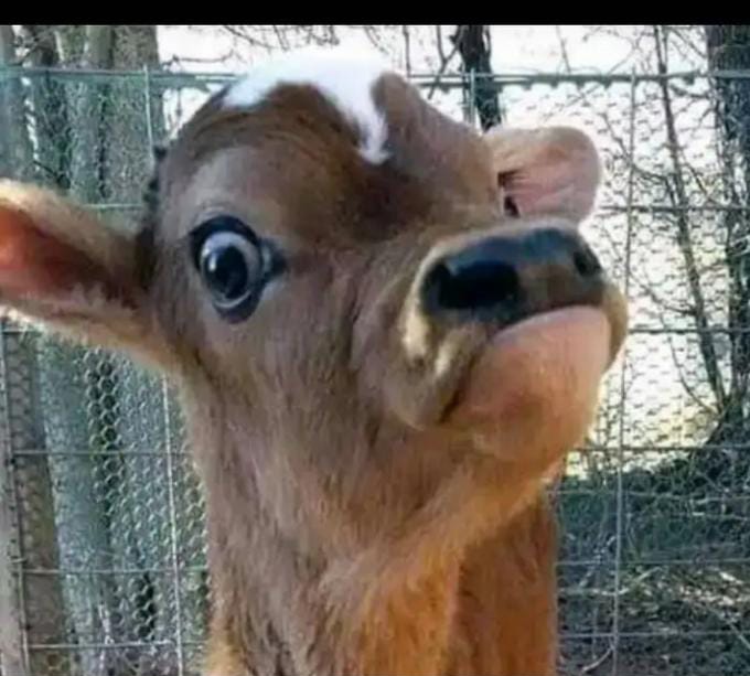 Allan2oo1's tweet photo. Every Monday we be saying we try again 🤦🏿‍♂️🤣.....sei zvisingadi kuita? https://t.co/X8cTFkwEZD