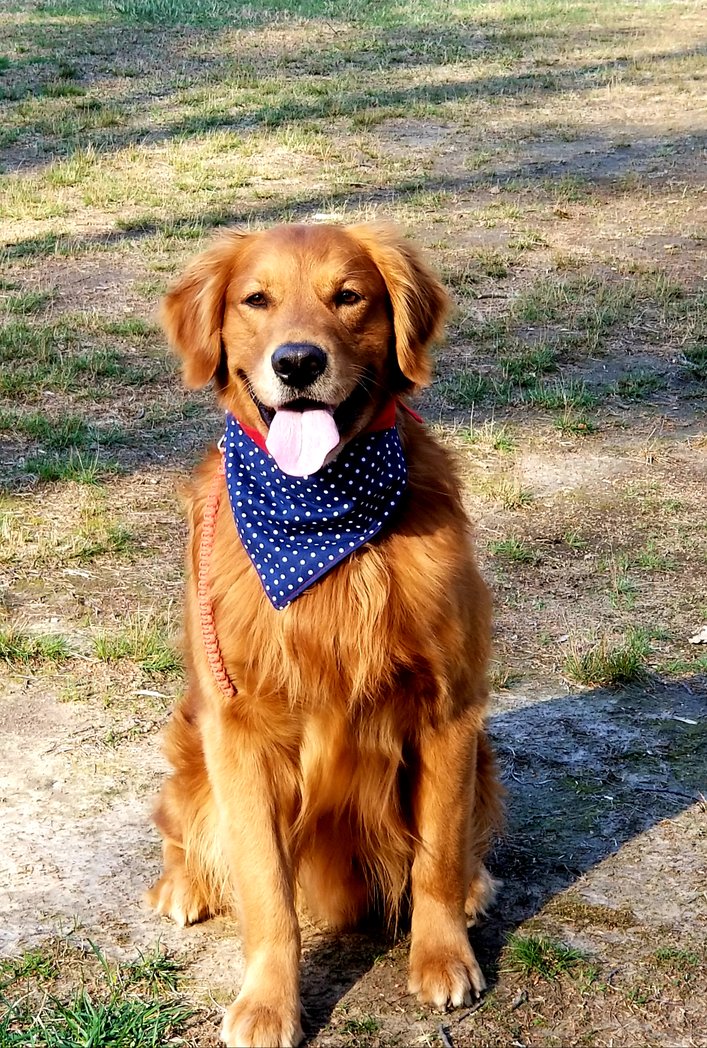 GoldretrieverUS's tweet photo. Golden Retriever Channel Kai wants  you to know #GRCfam is #moving this weekend🏡🚙🚛🚚🏡  Posting a few #bestof + new tweets

🚨 #TongueOutTuesday is
 sponsored by @RuffTumbleCoats 
Winner gets "drying mitts"

Have a coat?  Outdoors pix w #happydogsfaces 4 extra pts #strikeapose https://t.co/9WGkmZnLea