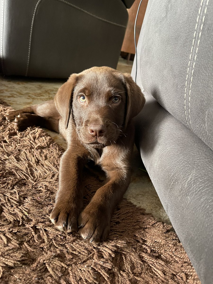 Sarah Joyce tweet media