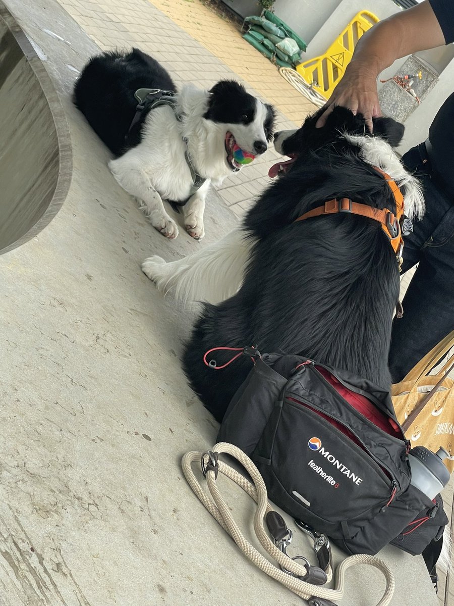 お見合いしました🤣
#dogsoftwitter #twitterdogcommunity #dog #bordercollie #犬のいる生活