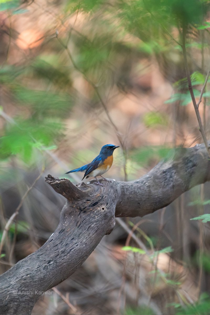 Blue throated flycatcher 

Sultanpur National Park, 5 Oct'22

#IndiAves @IndiAves #natgeoindia @NatGeoIndia #TwitterNatureCommunity #NaturePhotography #BirdOfTheYear2022 #BirdsSeenIn2022 #BirdTwitter #BBCWildlifePOTD