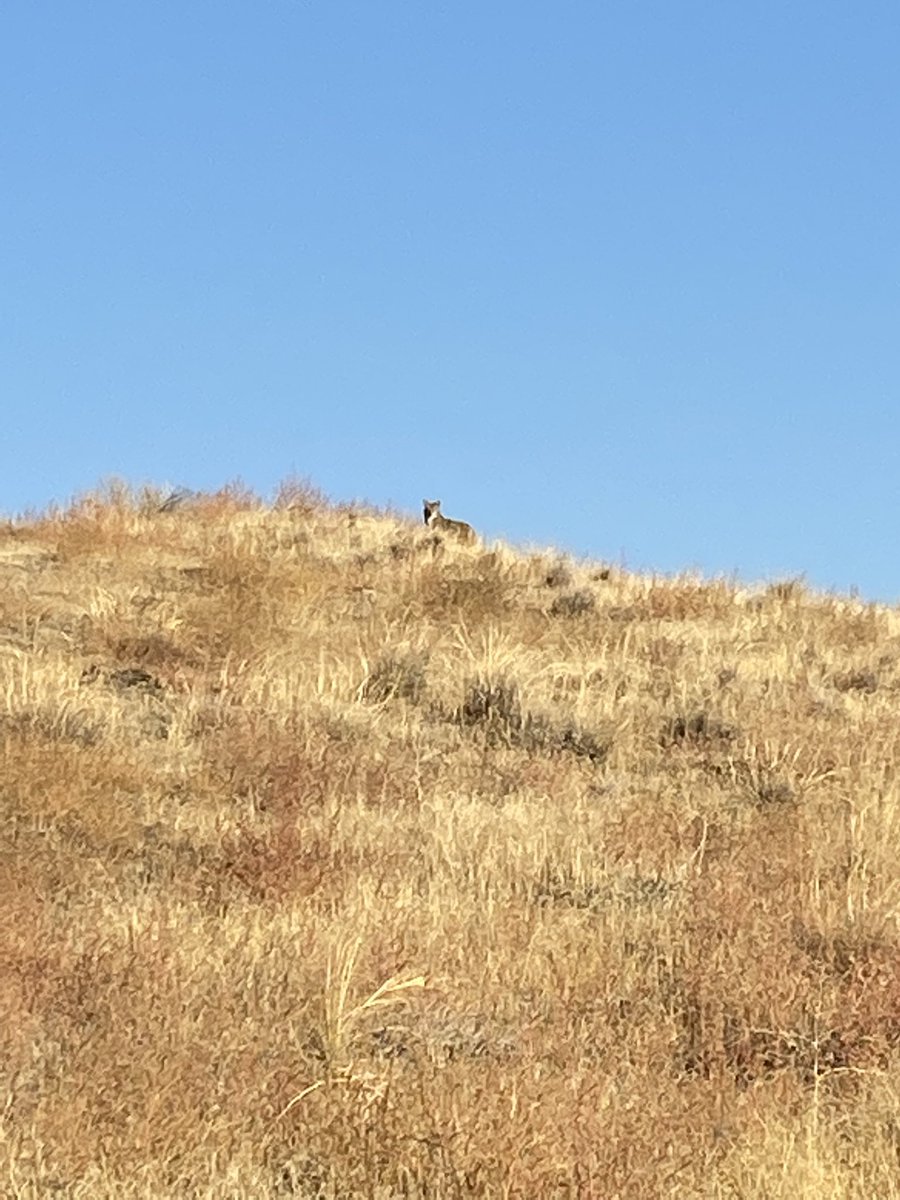 Spilyay visited me today while hiking on Yakama homelands ❤️