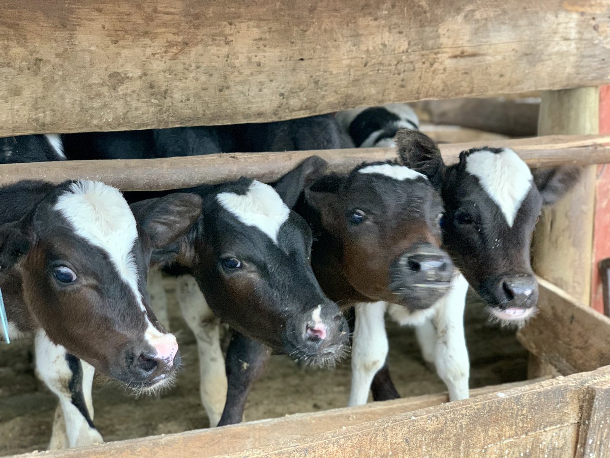 rodgers_kirwa's tweet photo. A visit to NORTH RIFT DAIRY FARM in Cheplaskei , Uasin Gishu County. A farm owned by one Samwel.

#AgribusinessTalk254

1/5 
￼ https://t.co/UdaEWDxqOv