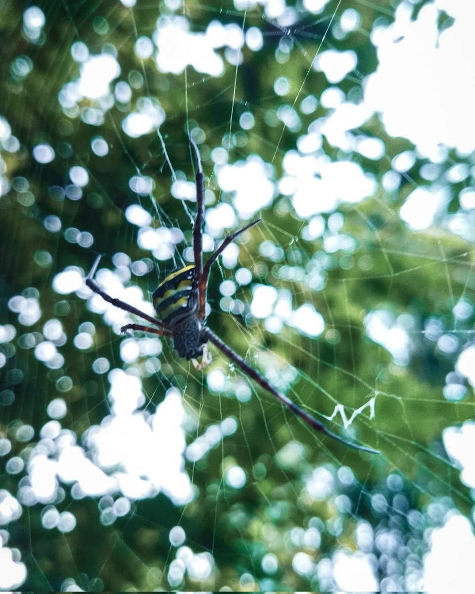 jr_mandrake69's tweet photo. #redmi9power #Spider @RedmiIndia #photography #nature #NaturePhotography How is it.. https://t.co/bXQCB7M31t