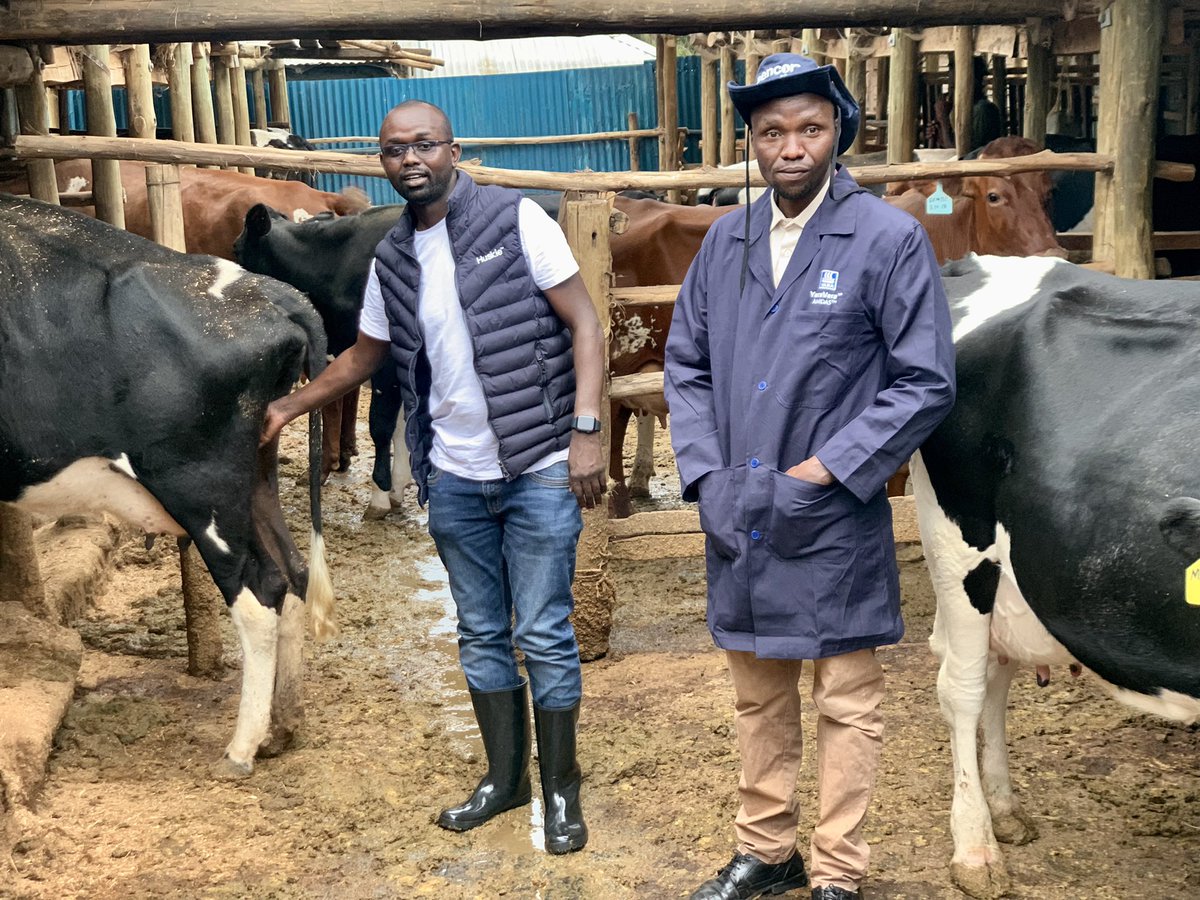 rodgers_kirwa's tweet photo. The highest producing cow gives 47 litres of milk &amp; the farm currently does an average of 300 litres of milk everyday.

A story of greatness.💪🏿

Reach out to him on any inquiries +254729207034

#AgribusinessTalk254

5/5 https://t.co/1i75Wf6bmM
