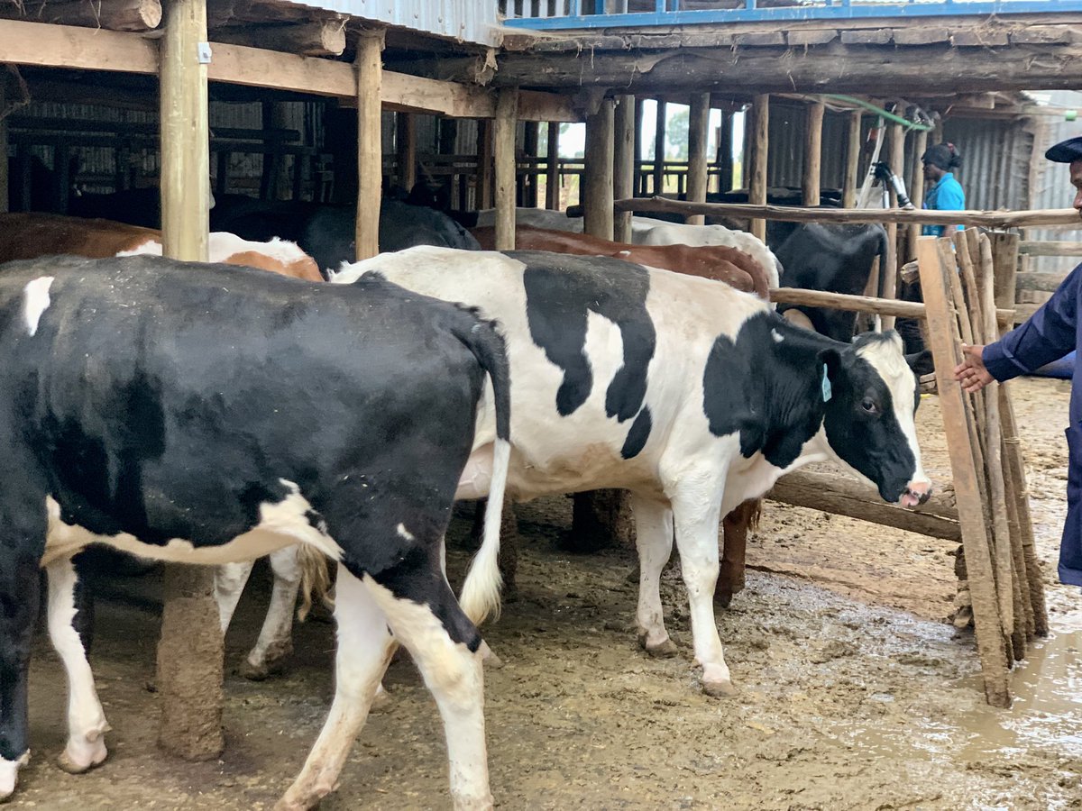 rodgers_kirwa's tweet photo. The highest producing cow gives 47 litres of milk &amp; the farm currently does an average of 300 litres of milk everyday.

A story of greatness.💪🏿

Reach out to him on any inquiries +254729207034

#AgribusinessTalk254

5/5 https://t.co/1i75Wf6bmM