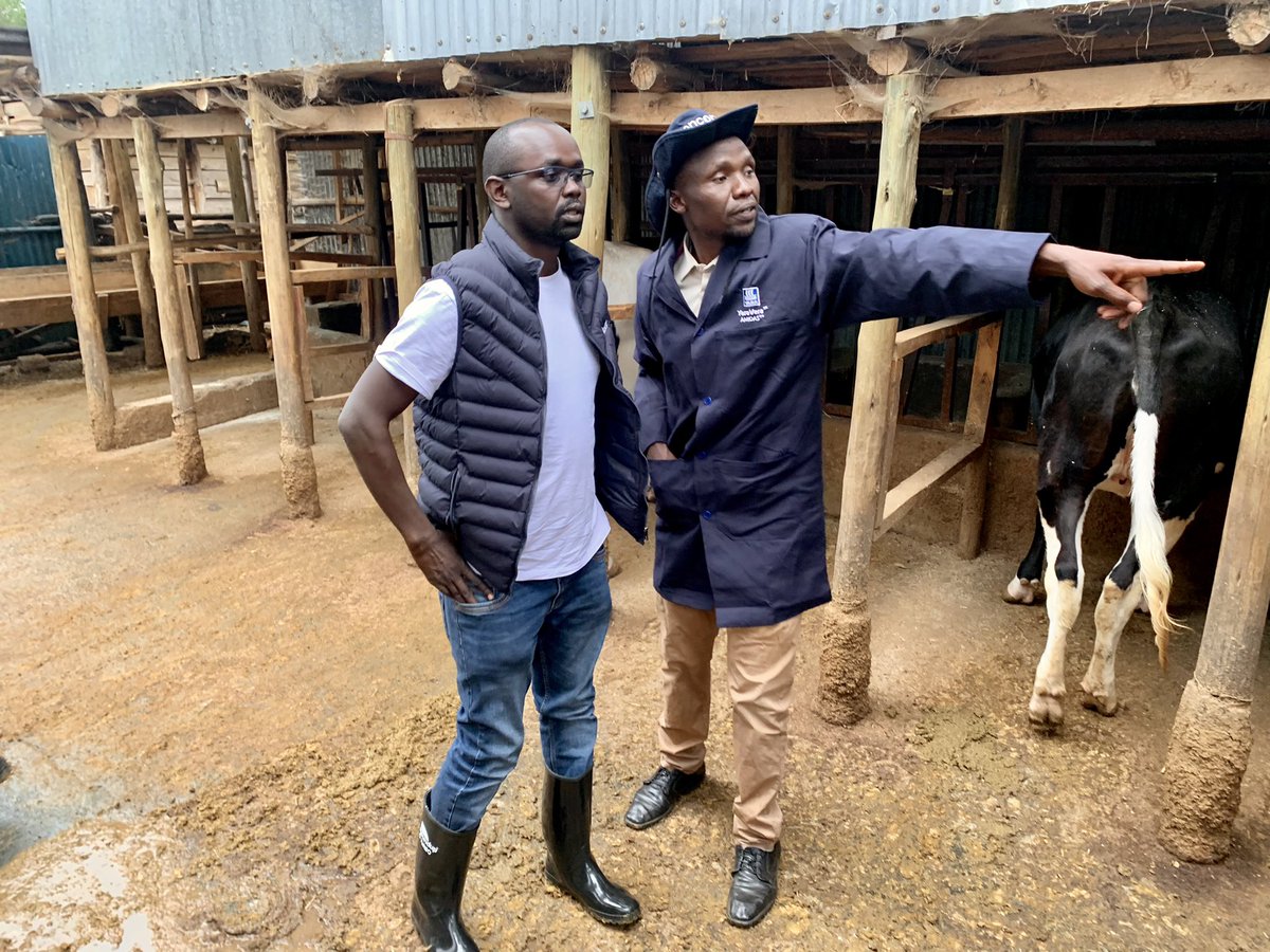 rodgers_kirwa's tweet photo. The highest producing cow gives 47 litres of milk &amp; the farm currently does an average of 300 litres of milk everyday.

A story of greatness.💪🏿

Reach out to him on any inquiries +254729207034

#AgribusinessTalk254

5/5 https://t.co/1i75Wf6bmM
