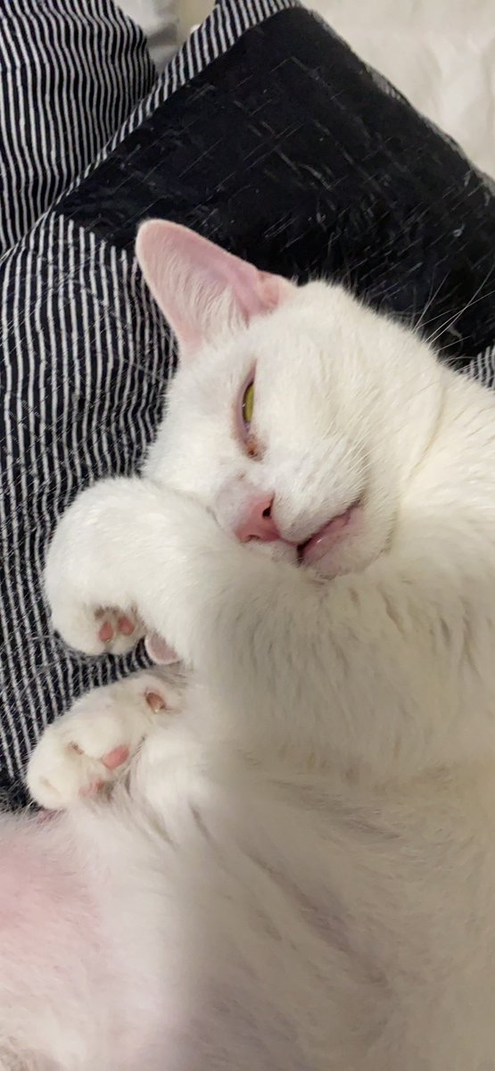 Blanca and Drusilla tweet media