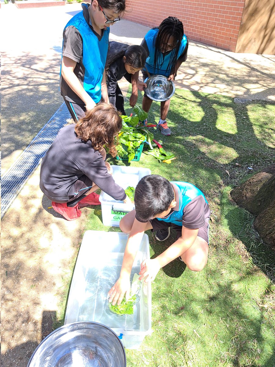 smcm_school's tweet photo. Year 4 blanched our Silverbeet harvest today! What shall we make with it? @smcm_school @CEMelbourne #sustainability #garden #silverbeet https://t.co/n3BpEvsJOn