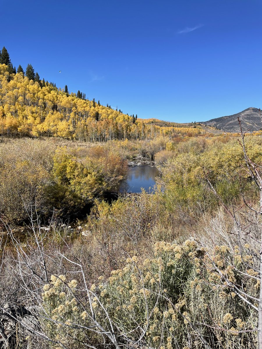 Pin Shuai tweet media