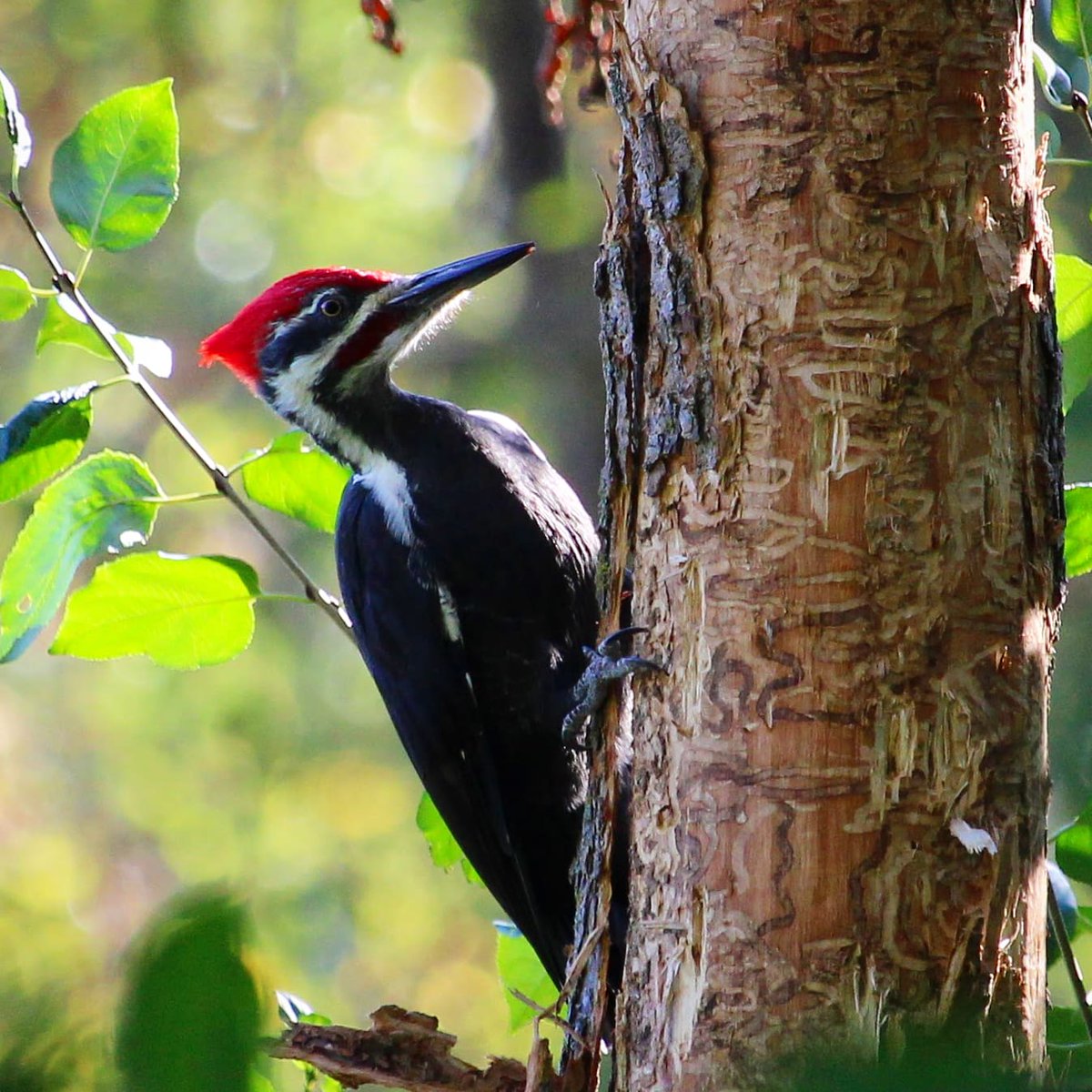 FeathTreasury's tweet photo. Pileated Woodpecker

10-08-2022

#pileatedwoodpecker #woodpecker #minnesotabirds #minnesota #birds #birdphotography #featherytreasury #mnbirds #birdpics #canon #canonphotography #canonrebelt7 #birdwatching #birding https://t.co/ugrDYyXeZg