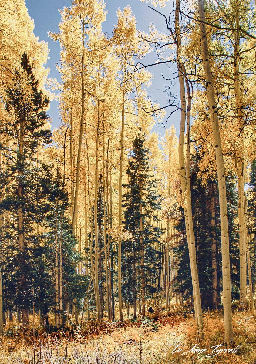 ‘Golden Days’ Telluride, Colorado <a href="/Colorado/">Visit Colorado</a> @TelluridePlanet #fallincolorado <a href="/9NEWS/">9NEWS Denver</a>