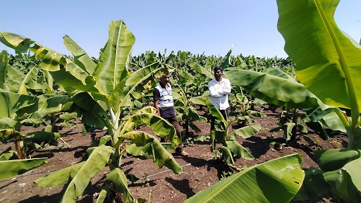 JainIrrigation's tweet photo. Draped all over with prosperity with assurity of gaining #BetterYieldsGreaterProfit
Only possible with #JainTissueCulture Banana Plants!
Book yours TODAY!
+91 9422776718
#JainIrrigation #BananTC #TCBanana #TissueCulture #BananaPlants #JISL https://t.co/wFBMAia9TN