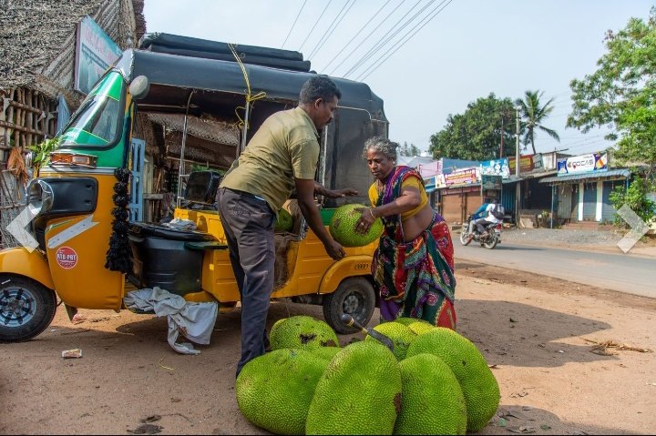 AparnaKarthi's tweet photo. Pls meet: A.Lakshmi, 65, one of the few senior women vyaparis in agribusiness. Listening to her story is a bit like eating jackfruit – you don’t expect to find such a sweetness. And when you do, it is so memorable.
My story:  https://t.co/H52A5BrIDA
Pics @chempkumar &amp; me https://t.co/DHCbF9OL1b