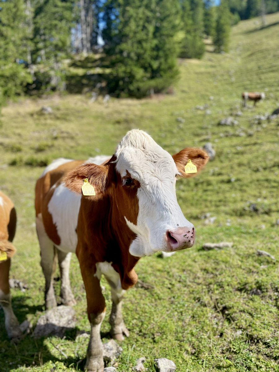emjustgoes's tweet photo. Happy Moonday #whenthecowscomehome #thealpscows #moondayvibes #monday https://t.co/Ewan9wImrO