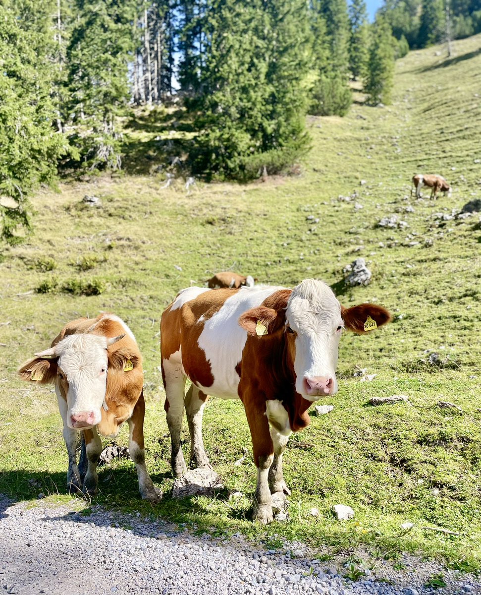 emjustgoes's tweet photo. Happy Moonday #whenthecowscomehome #thealpscows #moondayvibes #monday https://t.co/Ewan9wImrO
