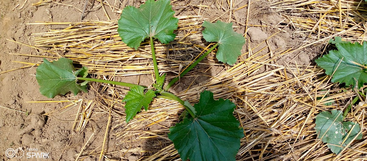 Let together start the week with new ambition to our activities,#farmers let our #farm be a place of #productive and #Blessings 
Have fruitful week dear #farmers <a href="/agriresearchclb/">AGRIRESEARCH CLUB,UR-CAVM</a> <a href="/ryaf_agribiz/">Rwanda Youth In Agribusiness Forum</a>