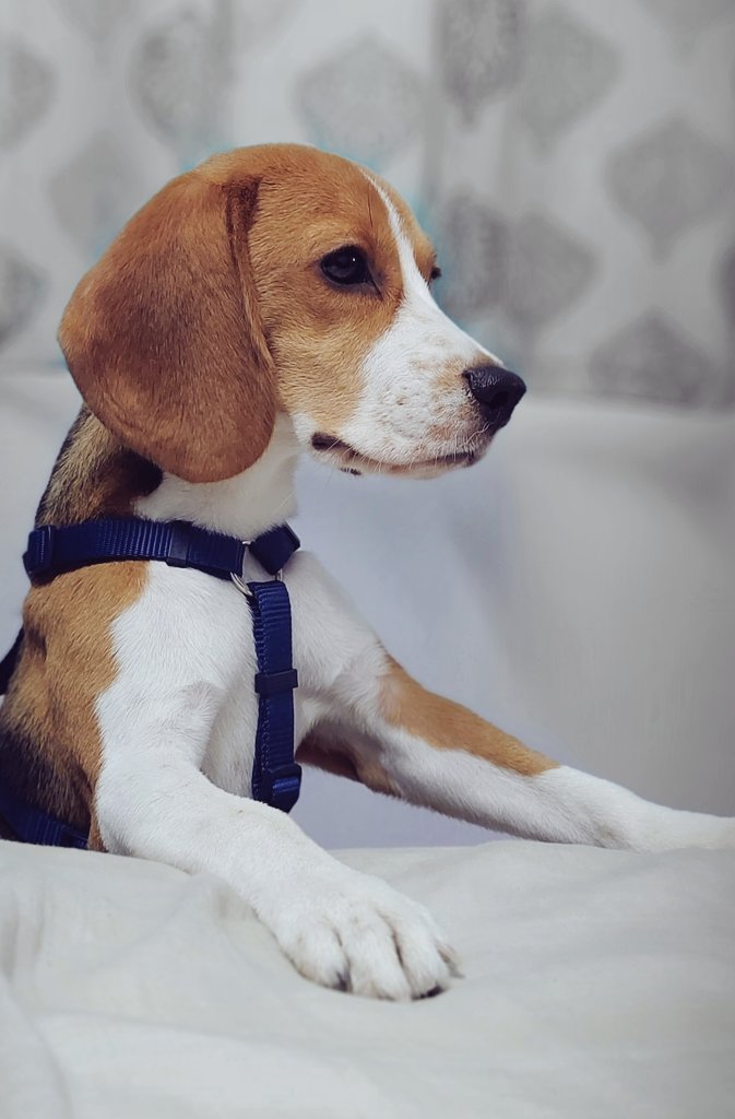 BeagleToffee's tweet photo. Good morning world! Have a great week! #beagles #lovebeagles #chennai #chennaidogs #dogfun https://t.co/pCTMYNf8iK