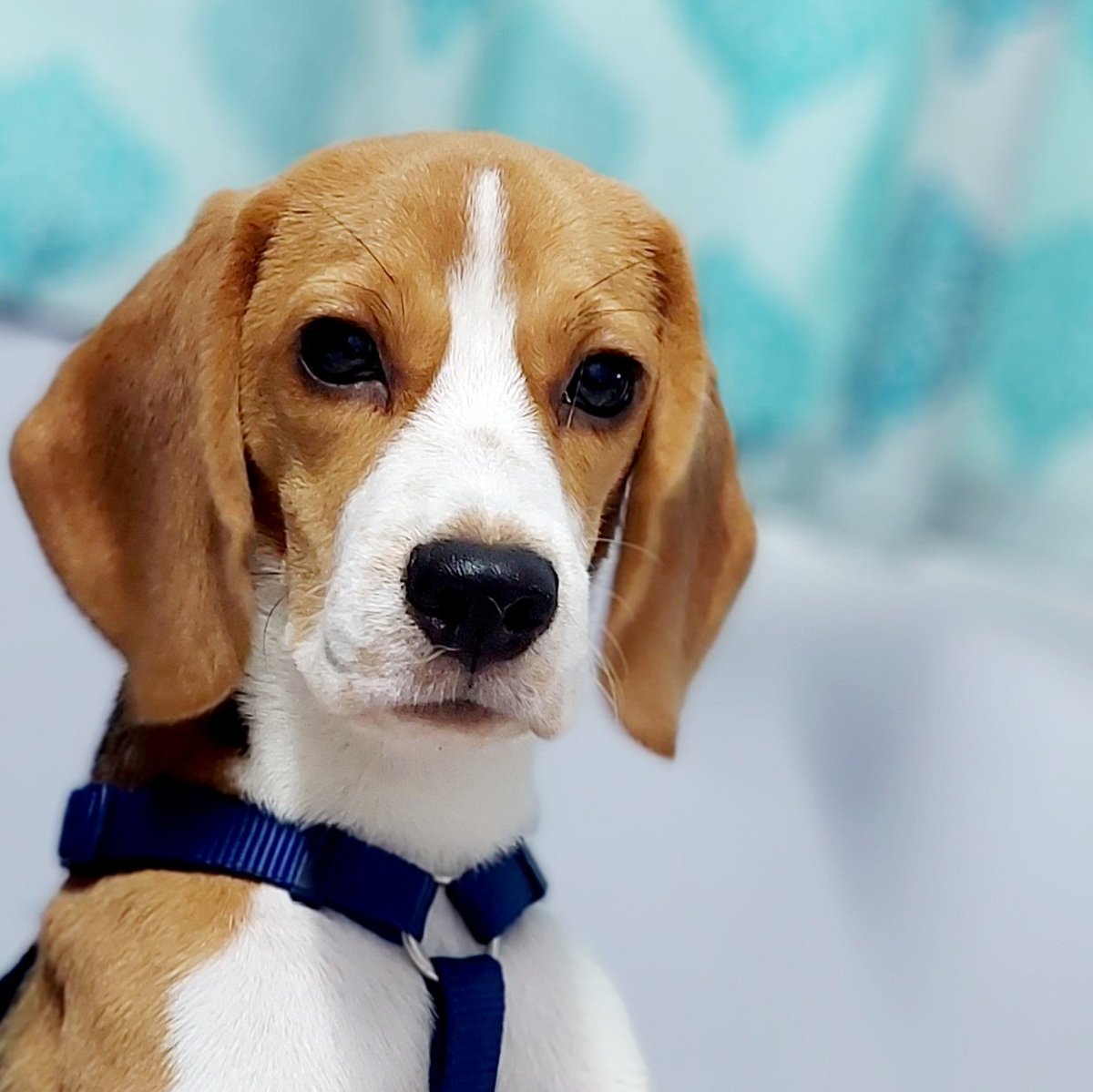 BeagleToffee's tweet photo. #NewProfilePic https://t.co/lXUbwJVSwq