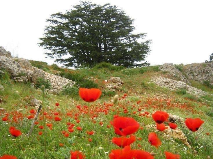 YNHallak's tweet photo. @orionx10 Cedars of Lebanon 
Land of CoExistence 
#LebanonCoExist 
 #Lebanon 🇱🇧🍷🕊 https://t.co/7BS5iUwYxv