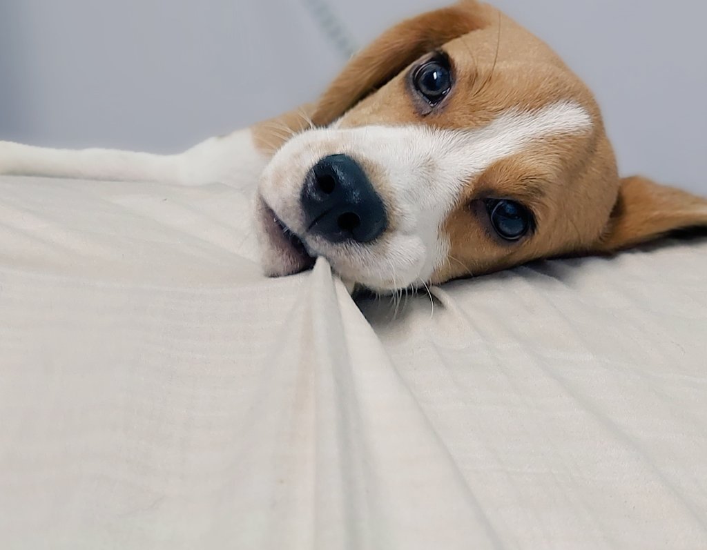 BeagleToffee's tweet photo. I have begun my work!!! Have you??? #beaglefacts #beaglefun #naughtiness https://t.co/4u4OVTJnAr