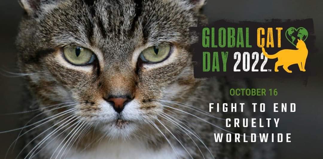 ~  #GlobalCatDay "Community Cats" are only trying to survive.  With winter coming, surviving will be so much more difficult for many of them. Please be kind to them. ~ #AlleyCatAllies 
#BeKind