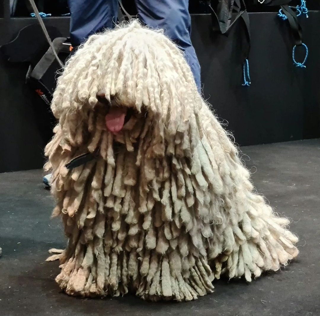モップ犬 Twitter Search Twitter
