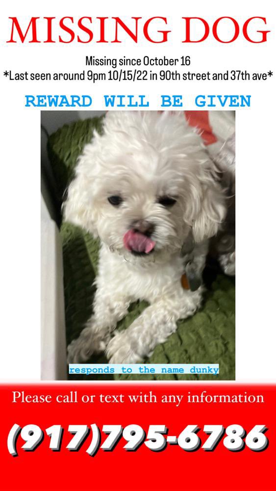 DUNKY IS MISSING IN JACKSON HEIGHTS: Last seen at 90th St and 37th Avenue. If you've seen or found him please call 877-818-0060 and PLEASE RT DUNKY!