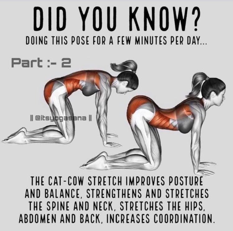 ctjamil92's tweet photo. Waktu i sakit belakang, i pergi klinik. Dr sarankan apabila duduk. Jangan duduk dalam masa yang lama tetapi bangun juga untuk bergerak dan buat senaman. I banyak buat senaman Cat Cow. Alhamdullilah pinggang semakin okay. Kalau rajin buat lah yang lain. Sayang tulang kita❤️ https://t.co/xO9mQHgK79
