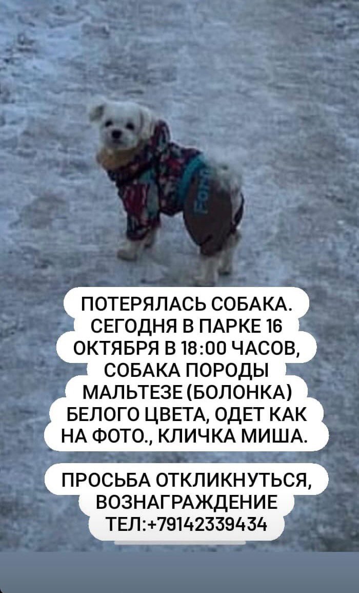 Lerajeya's tweet image. ❗️РЕТВИТ❗️
Этот малыш точно не выживет на улице. Может его кто-то подобрал. Очень надеемся что найдётся 🙏🏼