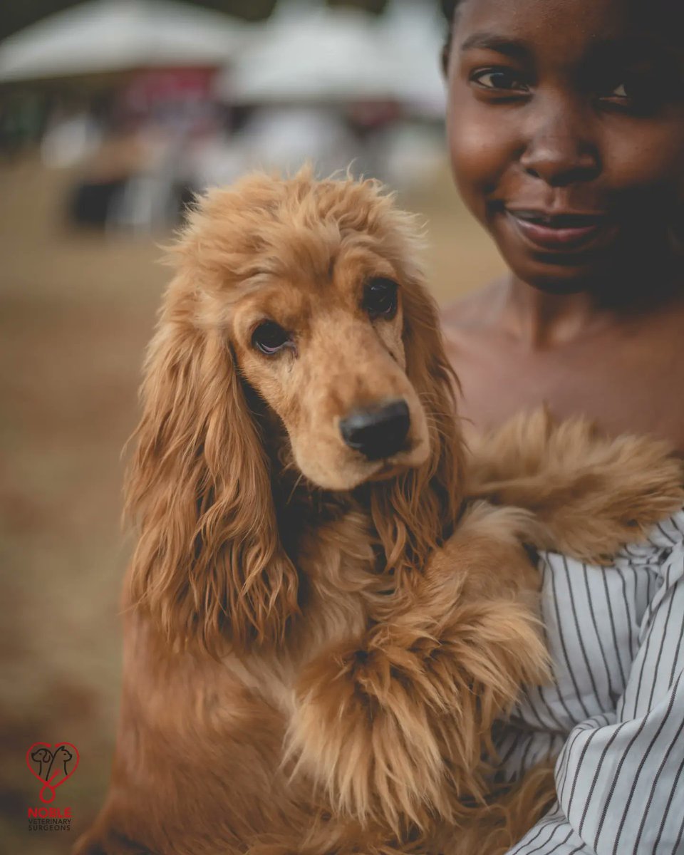 thenoblevets's tweet photo. Which breed of dog is this?

#thenoblevets #thenoblevetsurgeons https://t.co/nD55ISW3Hr