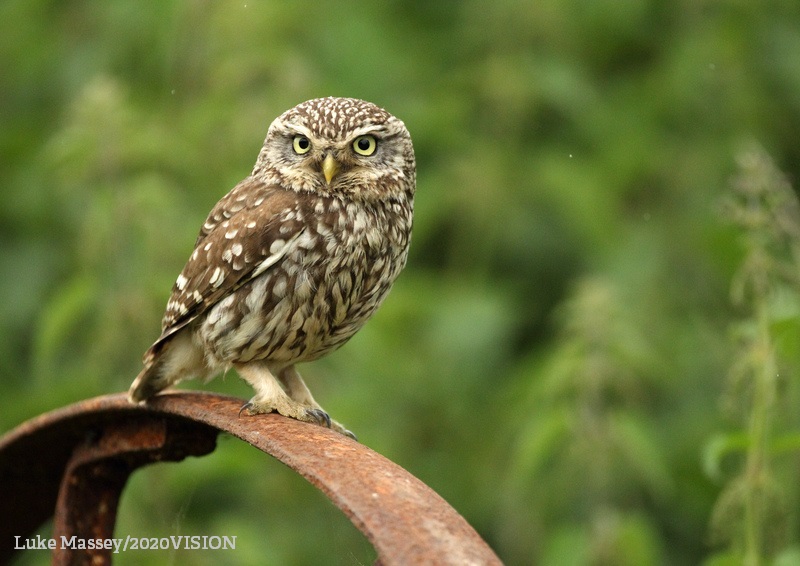 Help us tackle the nature crisis by supporting a local Wildlife Trust appeal! There are so many projects taking place across the movement working to protect our wildlife and wild spaces! 🍃 wildlifetrusts.org/appeals