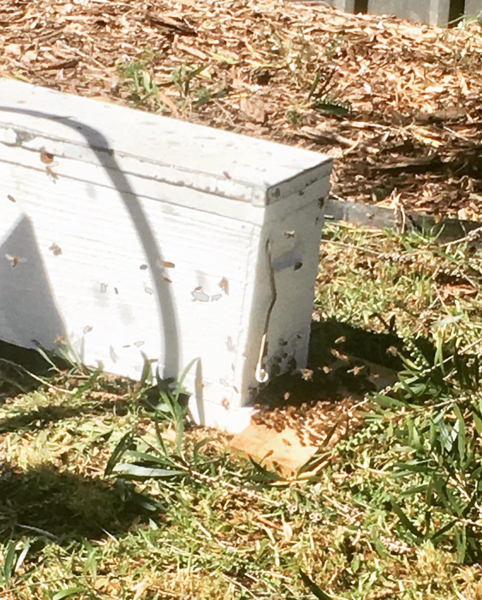 Broomey2's tweet photo. When the Dr tells you not to mow the lawn and they don’t say stay off the ladder and ‘bash’ the bee swam into a new hive for the neighbour😜🐝I was in charge of the smoke bellows💪 #beekeeeper #giverossabuzz https://t.co/iU1iciA9Al
