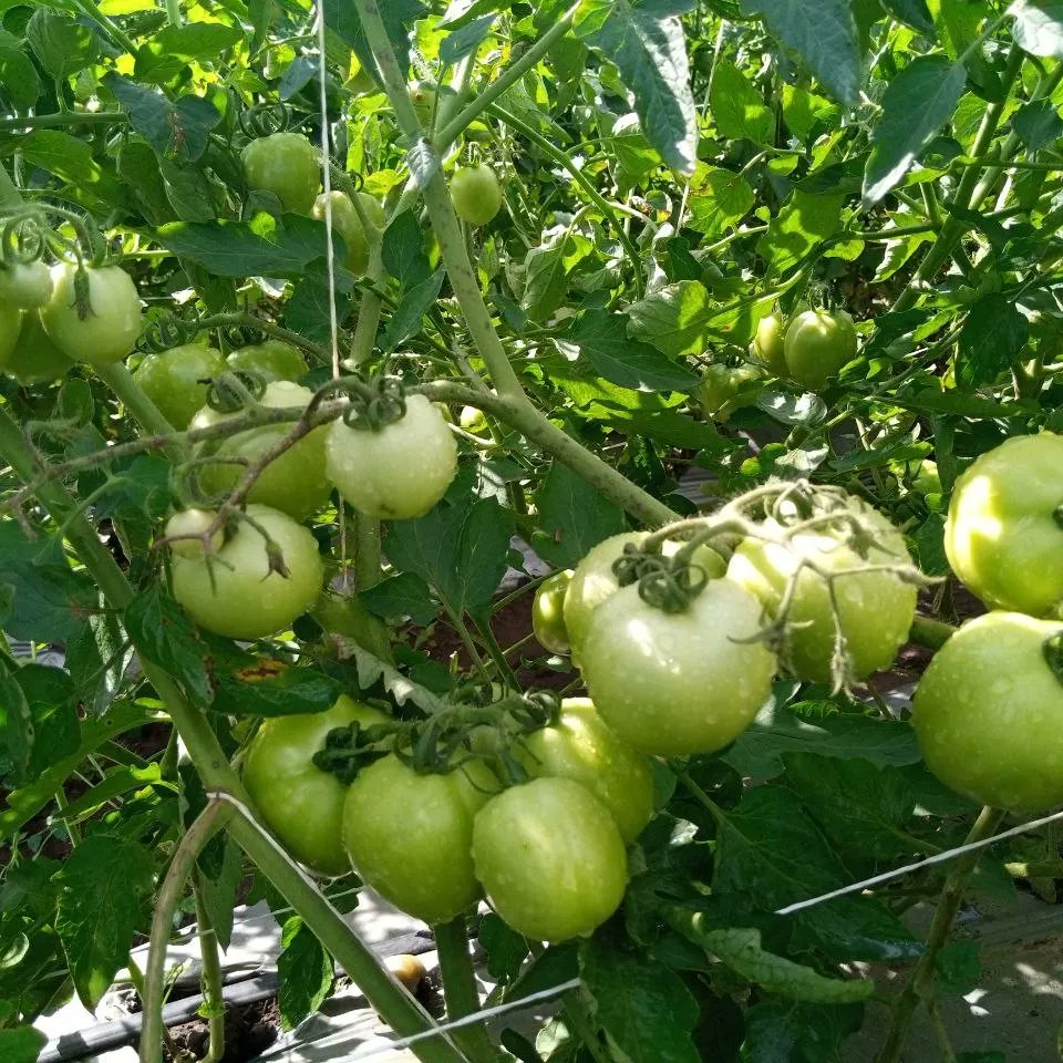 bakerind_'s tweet photo. Our tomatoes at Abeokuta are attaining market sizes, ripening process initiated and harvest date in sight.

They're going to be available for bulk purchases, with a yummy deal where you can buy them directly from the farmers. https://t.co/NQV3YiUAYi