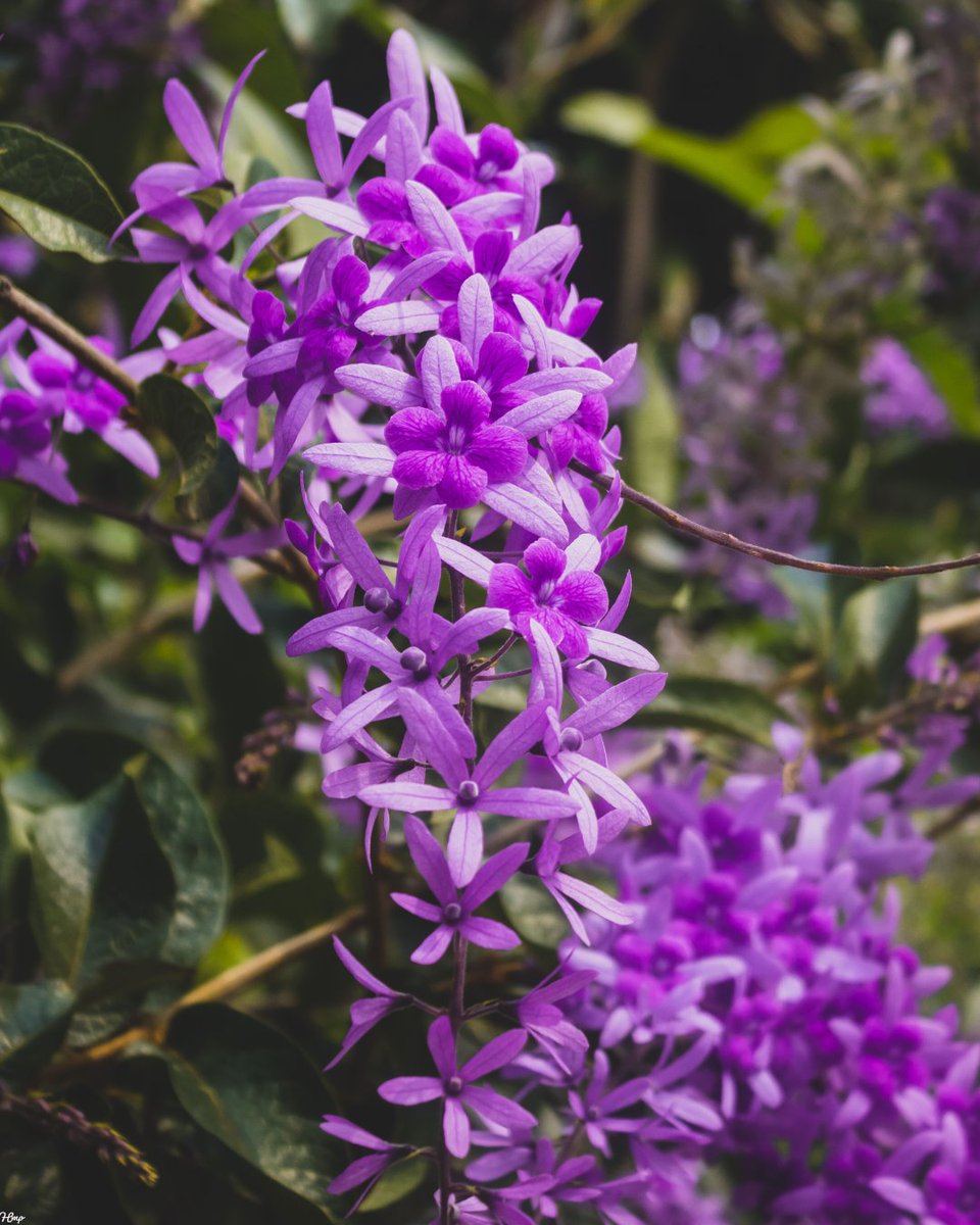 MikolaPhillip's tweet photo. Flowers π πΈ #Flowers #flowerphotography #flowerlovers #photography #70300mm #canonrsa #durbanphotographer #canon #saphotography #canonphotography #250D #adobespark #photographylovers #madeinmyimage #botanicalgardens https://t.co/dOWOLdmkXQ https://t.co/hSEhfoHSDp https://t.co/XqJxoSXt5Y