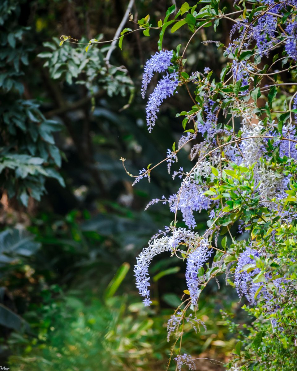 MikolaPhillip's tweet photo. Flowers π πΈ #Flowers #flowerphotography #flowerlovers #photography #70300mm #canonrsa #durbanphotographer #canon #saphotography #canonphotography #250D #adobespark #photographylovers #madeinmyimage #botanicalgardens https://t.co/dOWOLdmkXQ https://t.co/hSEhfoHSDp https://t.co/XqJxoSXt5Y