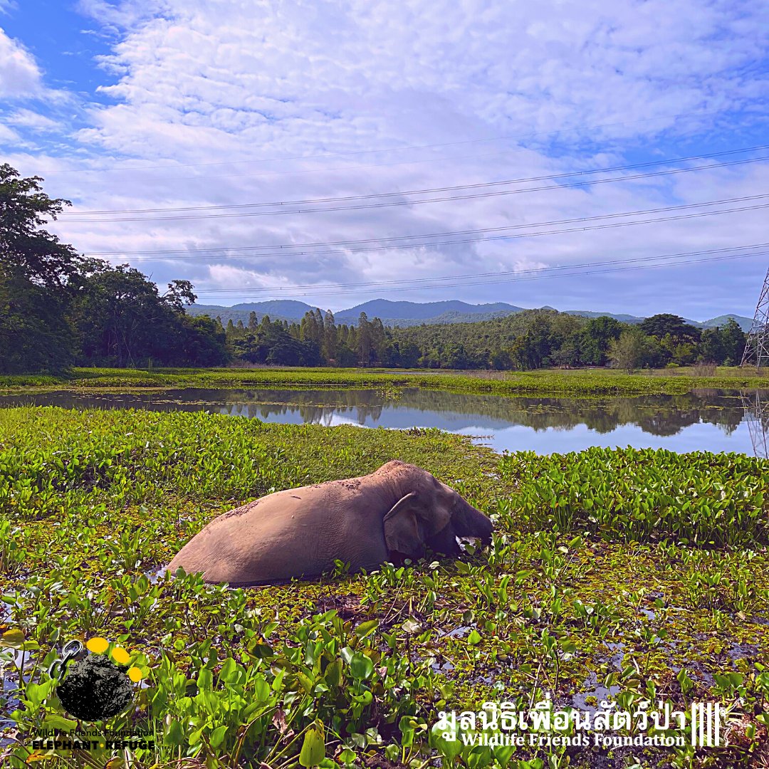 WFFThailand's tweet photo. How life has changed for Thung Ngern 💚 This beautiful 50+ y/o #elephant is blind in one eye. She endured terrible suffering &amp; pain as a logging &amp; trekking elephant. She was #rescued in 2020 &amp; has since been recovering from her trauma at our #refuge.  https://t.co/qPhjQzdV3f https://t.co/Ddn5IN6L0c