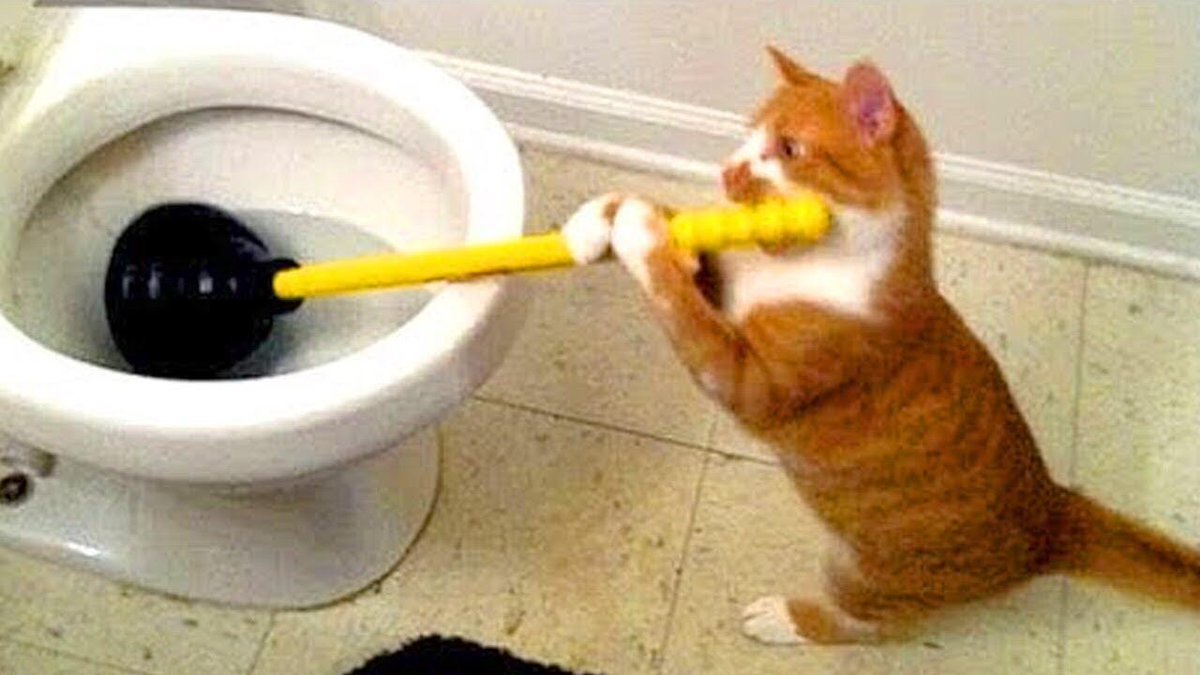 CatWorkers's tweet photo. https://t.co/YXd8EqHOC9
