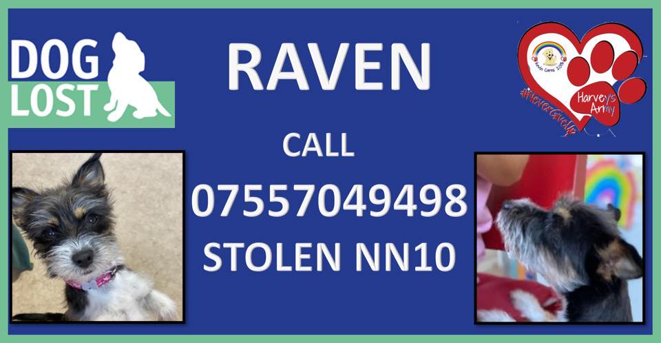 #FindRaven #Stolen from #Nottingham #NN10 Plz #RT #DogsofTwittter #dogstagram #Scanme #Checkthatchip #Makechipscount #PetTheft #DogAbduction #Dogthefttaskforce