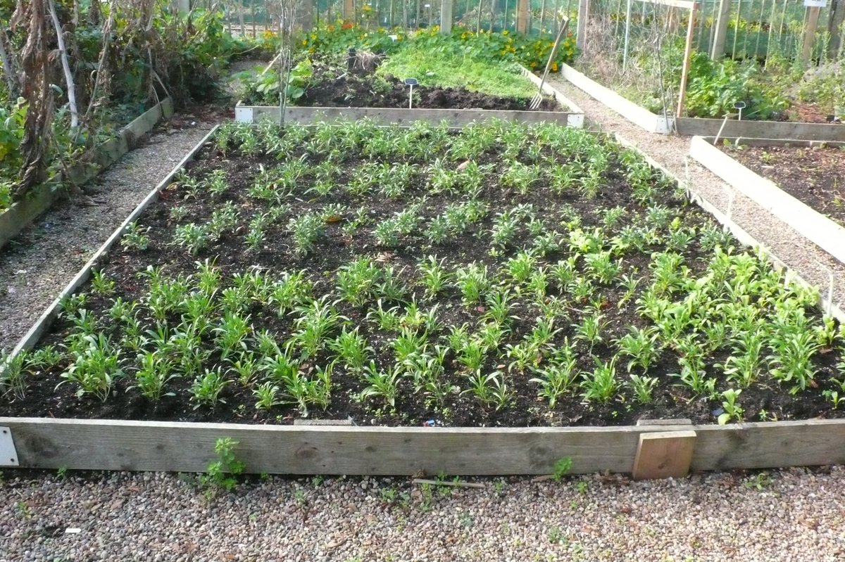 SLGardens's tweet photo. Very pleased with my wallflowers, all different from seed and chosen to go with specific tulips, look good before I dig them all up as they are taking up space in the veg garden
#Tubs#GardenPlanning#SeedGrown #Wallflowers #SpringBedding #GardensHour #HeartofYorkshire https://t.co/1NDvJNN1c4