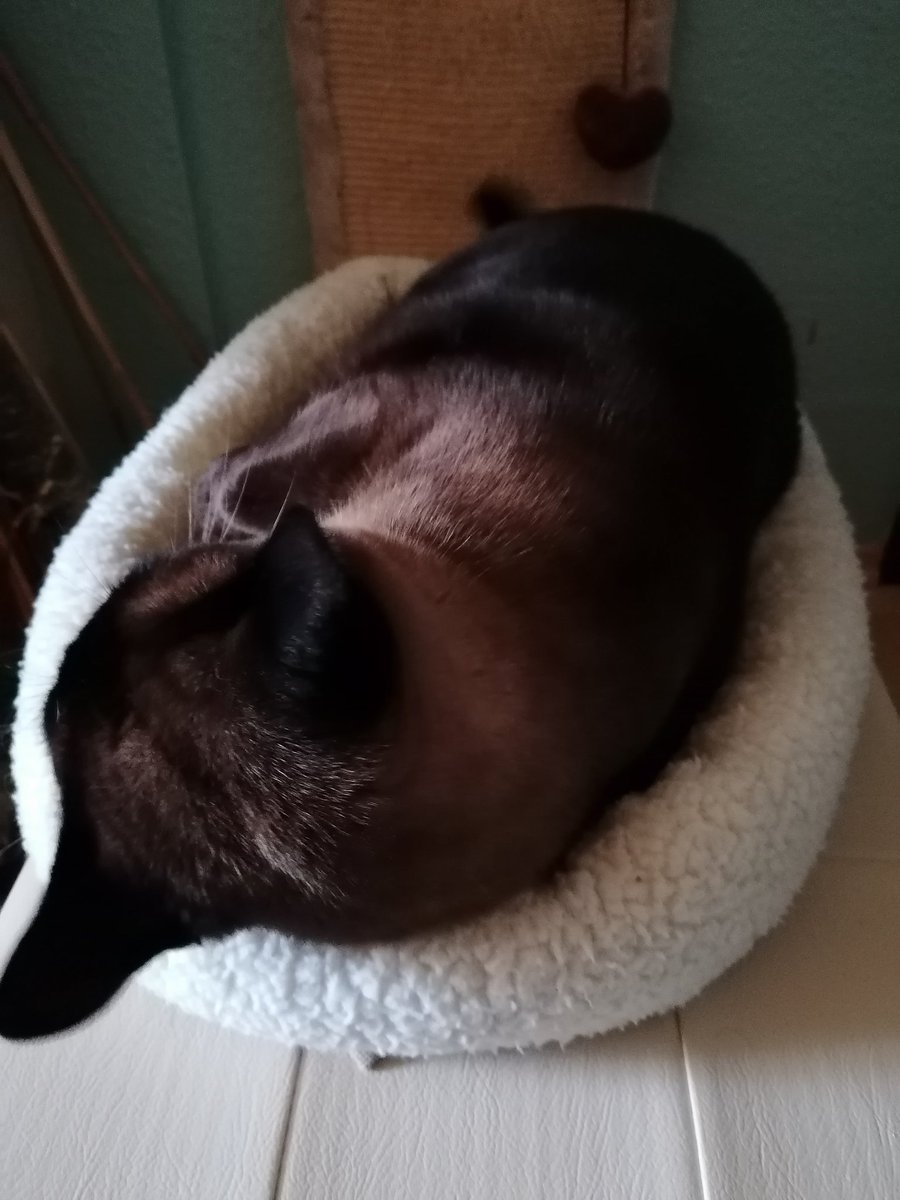 YakuziSchatz's tweet photo. #HardWorkingCat
#HardWorkingTomcat
#HomeofficeCat https://t.co/RPUWXRUWDj