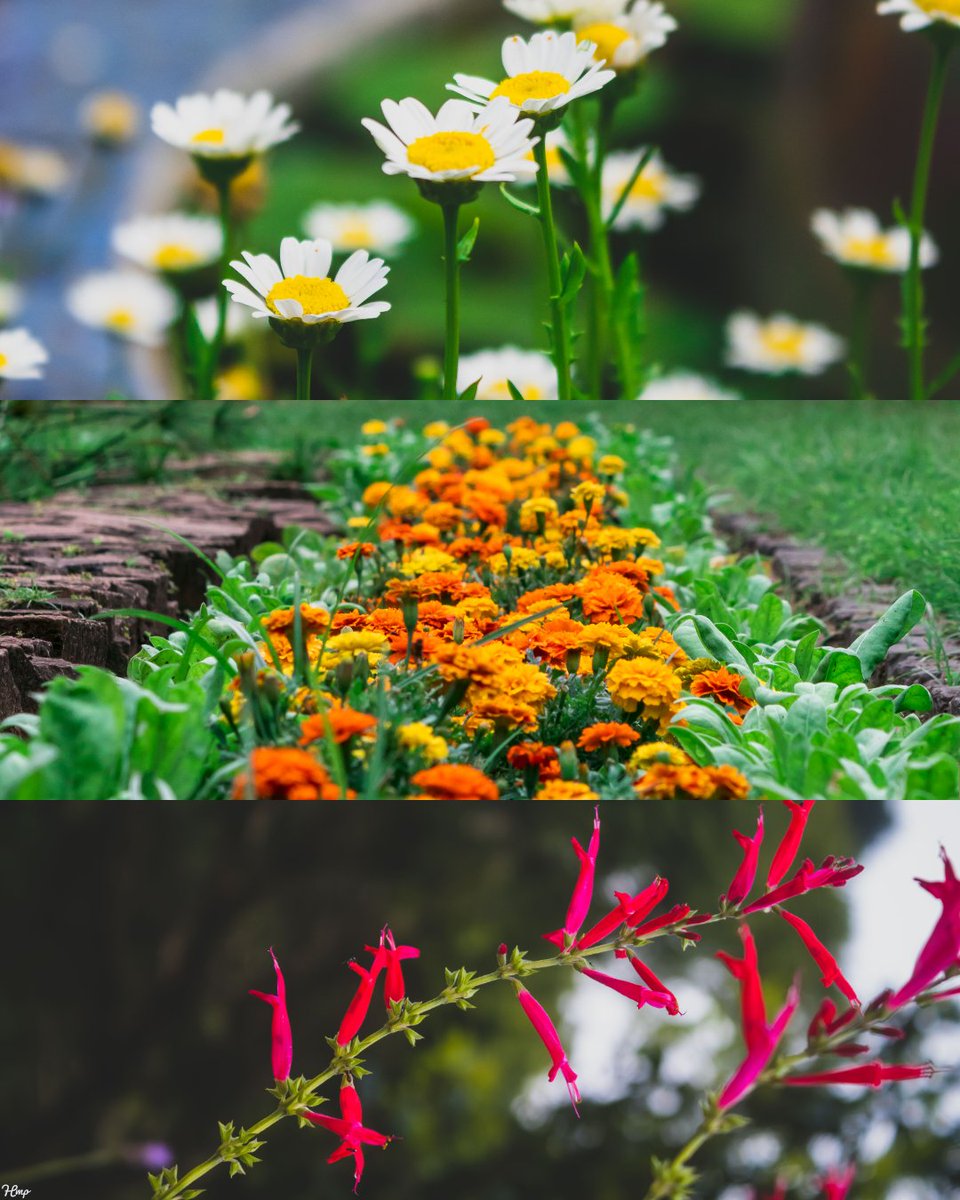 MikolaPhillip's tweet photo. Flowers πΈ #botanicalgardens #photography #70300mm #canonrsa #durbanphotographer #canon #saphotography #canonphotography #250D #adobespark #photographylovers #madeinmyimage https://t.co/dOWOLdmkXQ https://t.co/hSEhfoHSDp https://t.co/1e0aDSlxDO