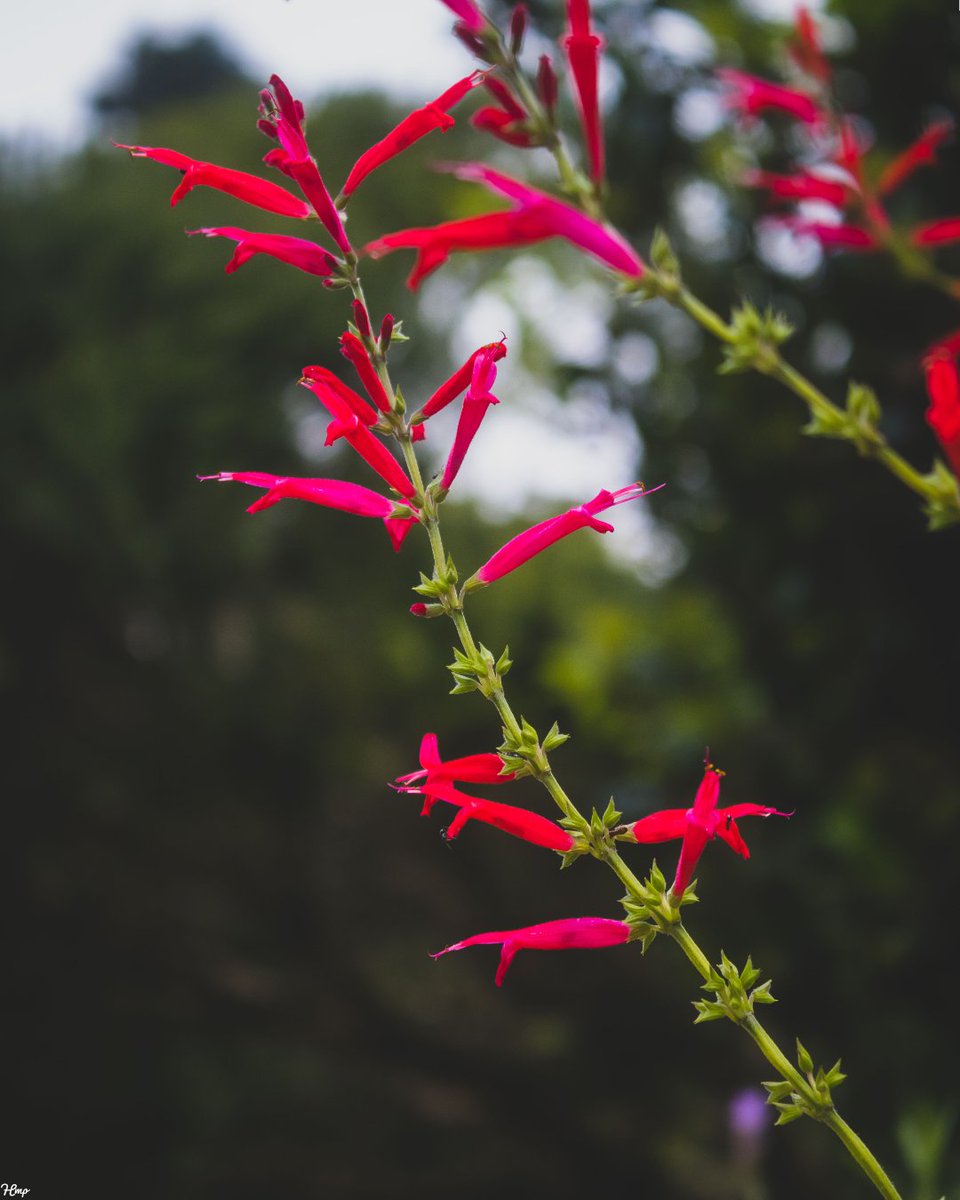 MikolaPhillip's tweet photo. Flowers πΈ #botanicalgardens #photography #70300mm #canonrsa #durbanphotographer #canon #saphotography #canonphotography #250D #adobespark #photographylovers #madeinmyimage https://t.co/dOWOLdmkXQ https://t.co/hSEhfoHSDp https://t.co/1e0aDSlxDO