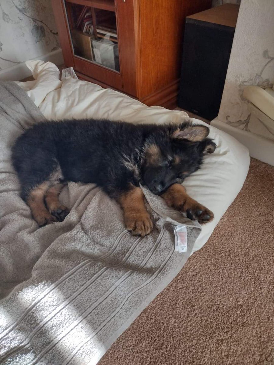 The day before he was taken to the vets by his breeder to be put to sleep as he has a serious health condition called Megaesophagus. This is manageable with the right care . 
PLEASE understand this little man needed a SPECIAL home &amp; that is just what he has got!