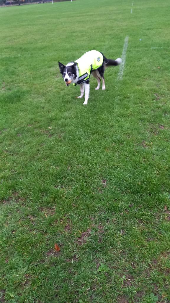 PepperBorder's tweet photo. Very wet walk this morning @BCTGB #bordercollie https://t.co/JhYP3yRW4c