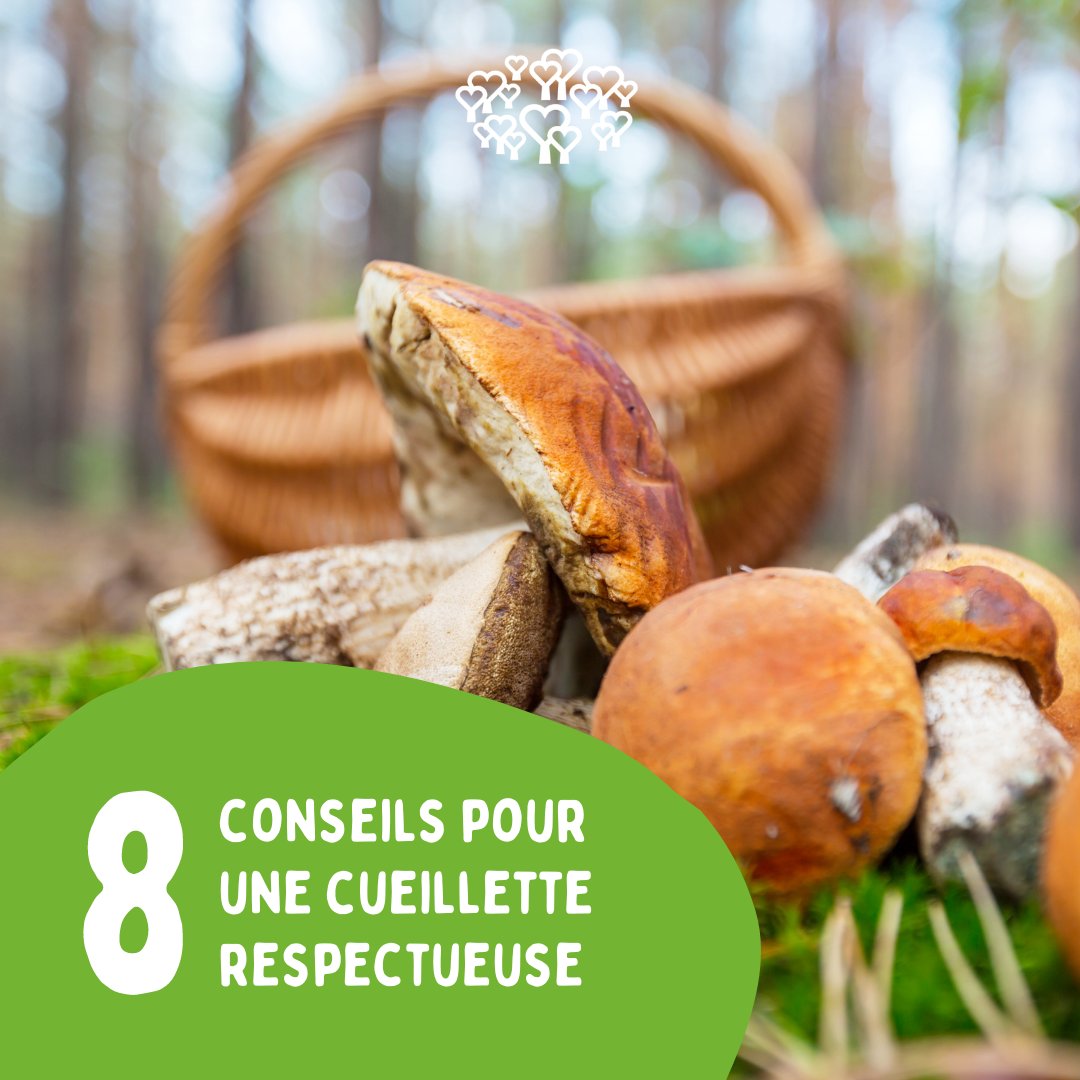 Avis aux adeptes de la cueillette ! 🍄🧺

Voici quelques conseils partagés sur le site de notre partenaire <a href="/ONF_Officiel/">Office national des forêts</a> pour bien cueillir les champignons en #forêt cet automne ⬇️