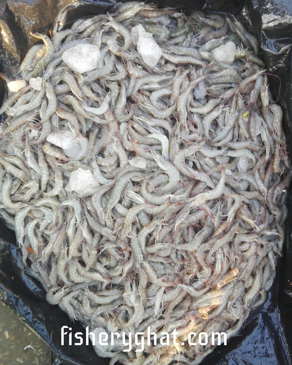 fisheryghat's tweet photo. সাগরে মাছ ধরা সাময়িক ভাবে বন্ধ, organic ভোক্তাদের জন্য এখন প্রজেক্ট এ চাষকৃত “হরিণা চিংড়ি" খুব ভালো বিকল্প; 
#organic #seafish #projectfish #freshfish #safefish #tastyfish #popularfish https://t.co/jc7j49aimH