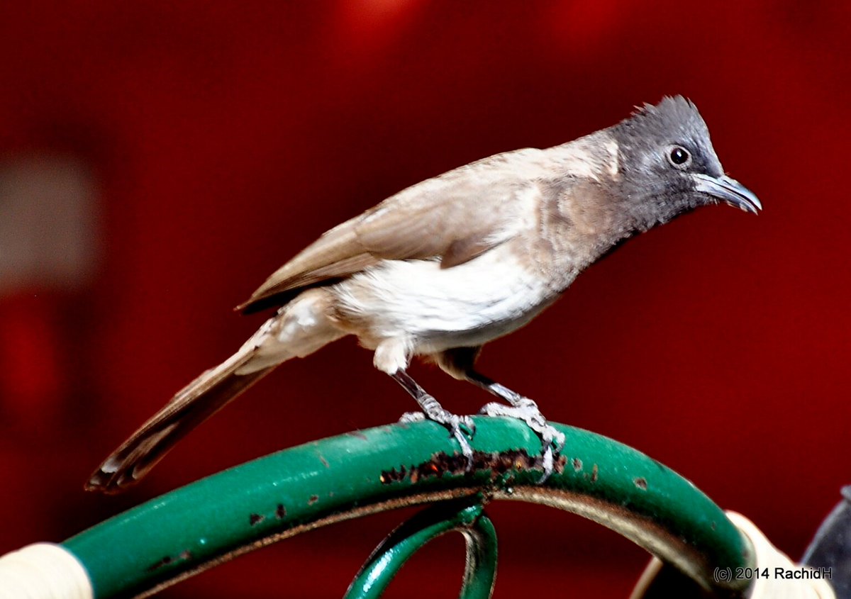 rachidH's tweet photo. #Bulbul #CommonBulbul #Pycnonotus #BulbulDesJardins #Maadi #Cairo #Egypt
Rachid H shared a photo with you from the Flickr app! Check it out:
https://t.co/GzPlUgdQJ7 https://t.co/pJjSv0OwTR
