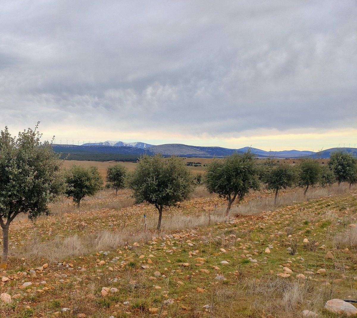 BetyLab's tweet photo. #42de52, #árbol
Para proyecto de @mongeleon , #52De2022 https://t.co/m1TiKuxzrK